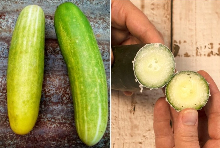why are cucumbers bitter why are cucumbers bitter