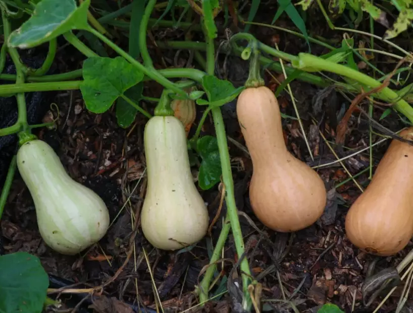 harvest butternut squash harvest butternut squash