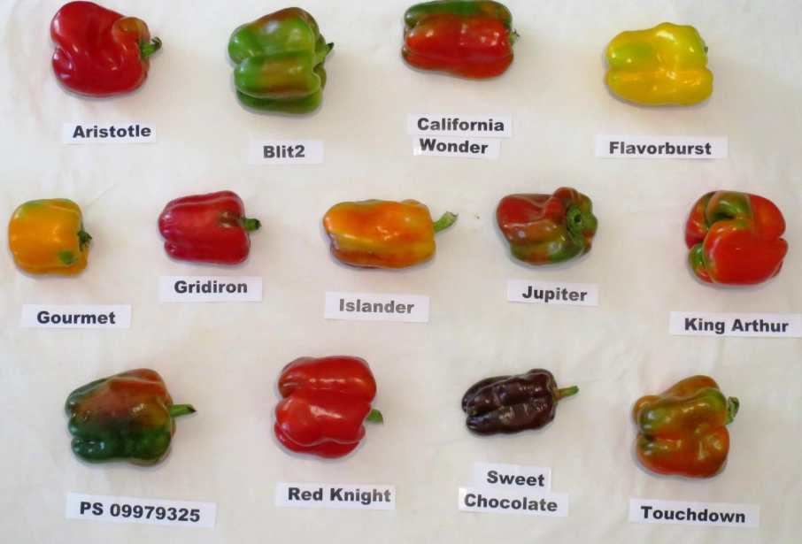 difference between sweet peppers and bell peppers