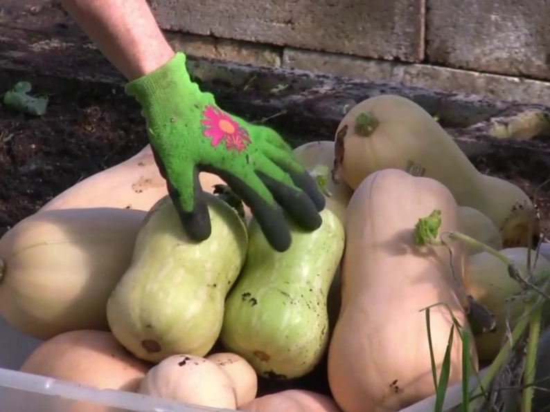 choosing ripe butternut squash