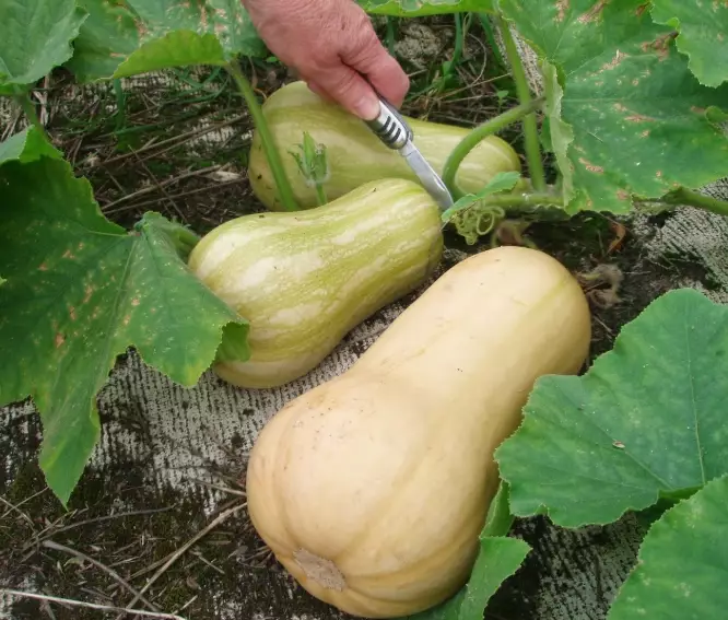 butternut squash selection guide