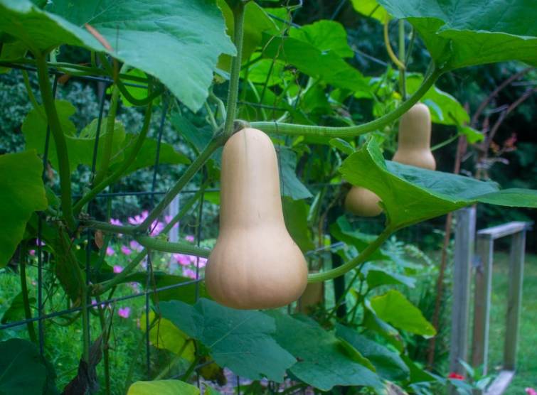 butternut squash ripe butternut squash ripe