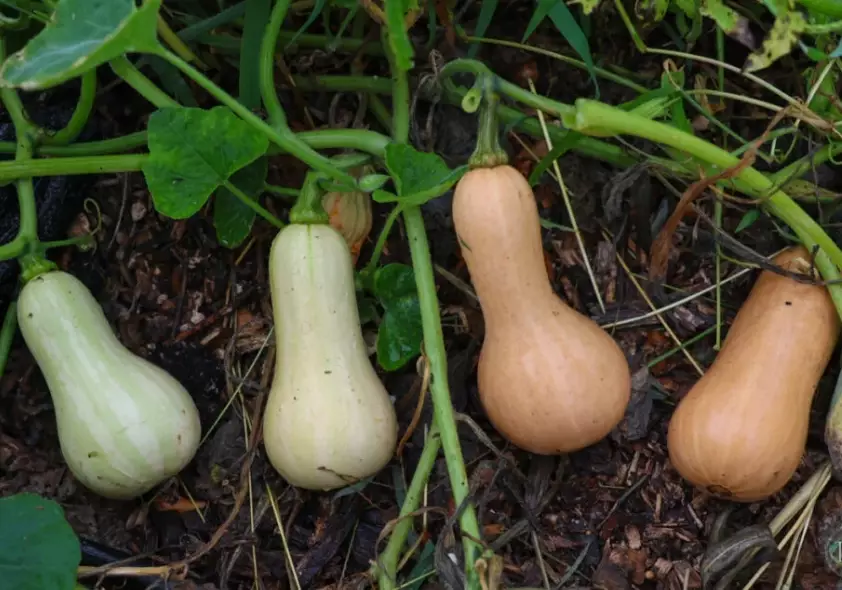 when to harvest butternut squash