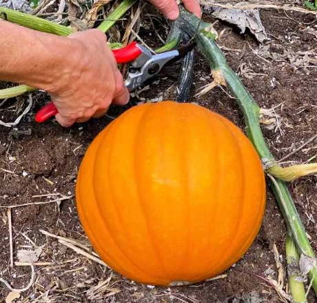 when is butternut pumpkin ready to pick