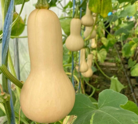 butternut squash ripe butternut squash ripe