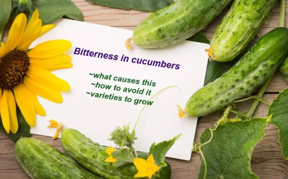 bitter cucumber causes bitter cucumber causes