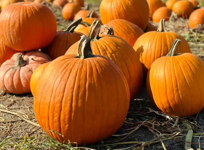 when to harvest butternut pumpkin when to harvest butternut pumpkin