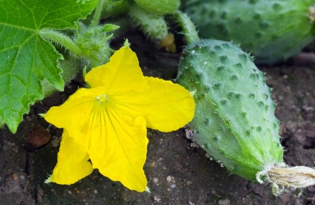 prevent bitter cucumbers prevent bitter cucumbers