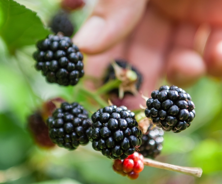 when is blackberry season