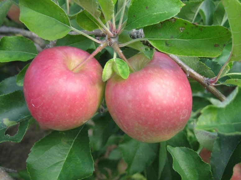 how to bake with fuji apples how to bake with fuji apples