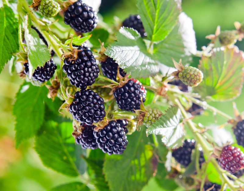 blackberry picking season