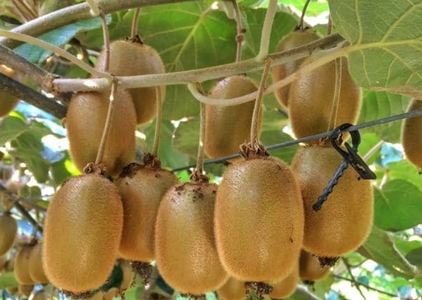 kiwi harvest season kiwi harvest season