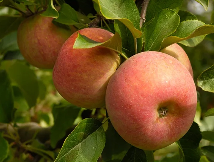 how to bake with fuji apples how to bake with fuji apples