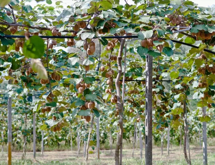 kiwi season kiwi season