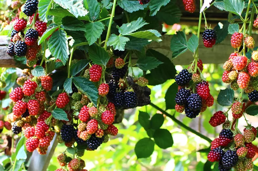 blackberry picking season