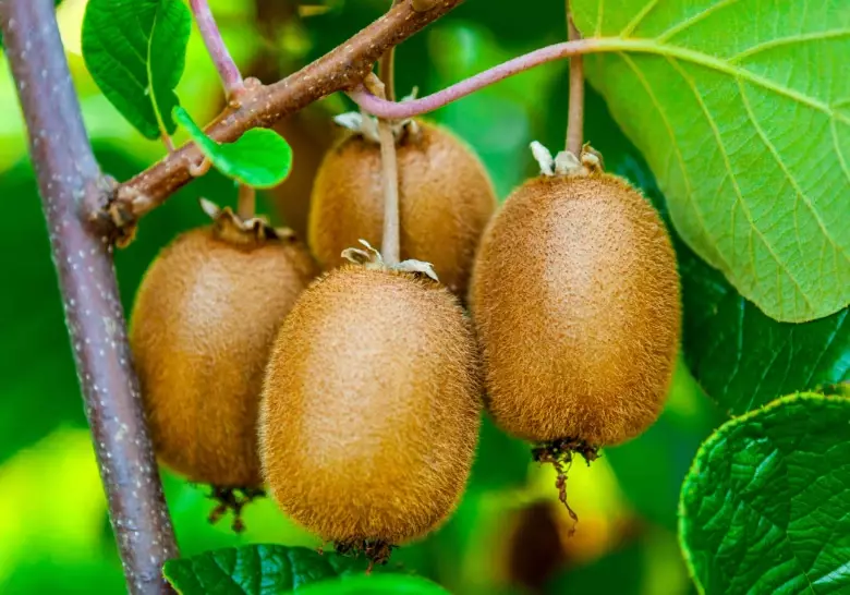 kiwi harvest season kiwi harvest season