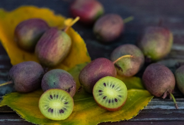 kiwi season kiwi season
