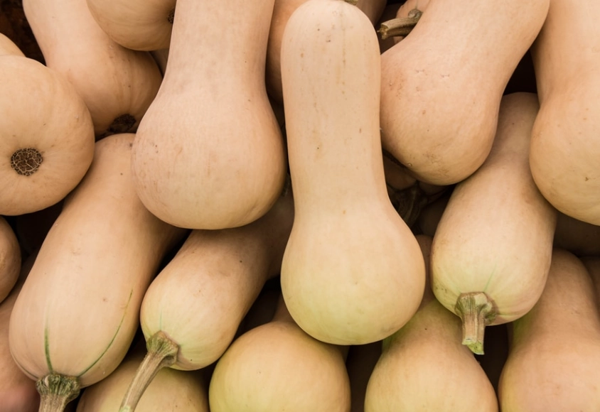 butternut squash harvest time