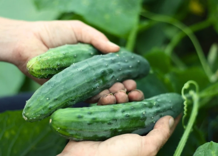 cucumber harvesting tips