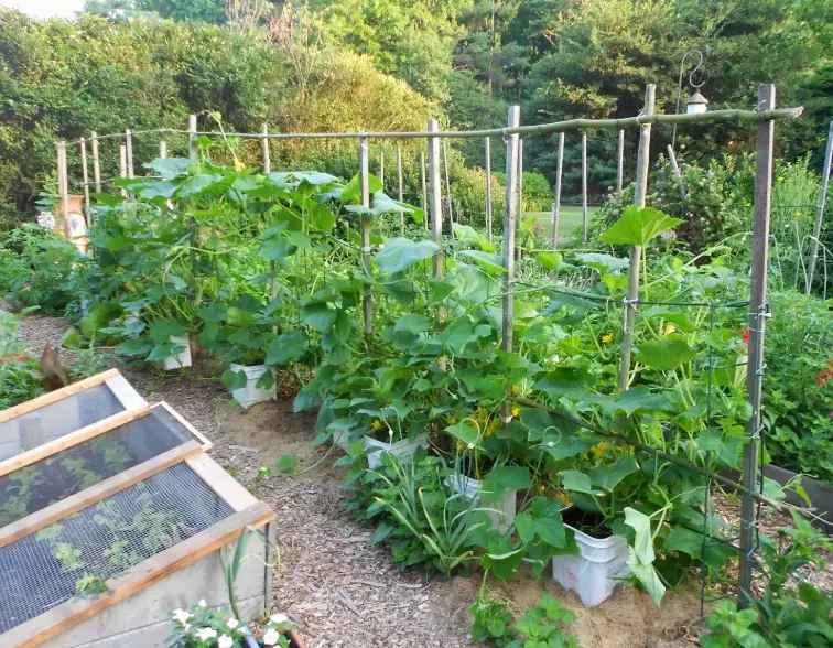 vertical squash gardening