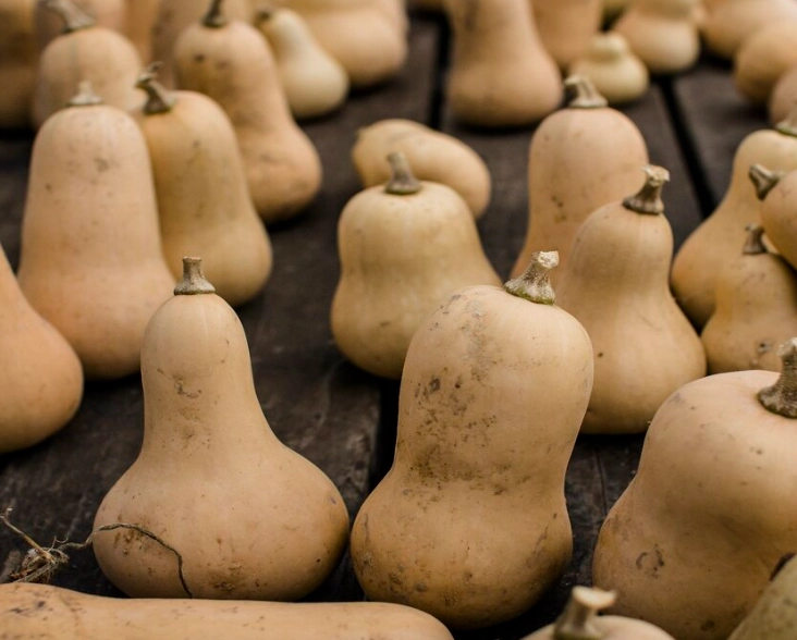 butternut squash ripening