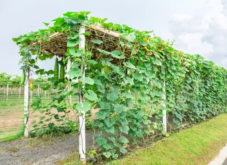 squash trellis ideas