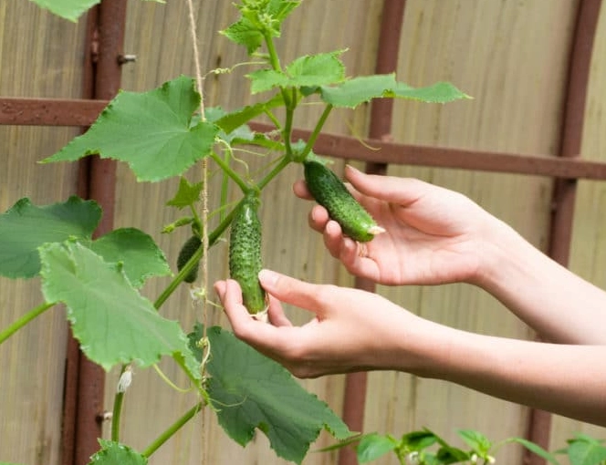 when to harvest cucumbers