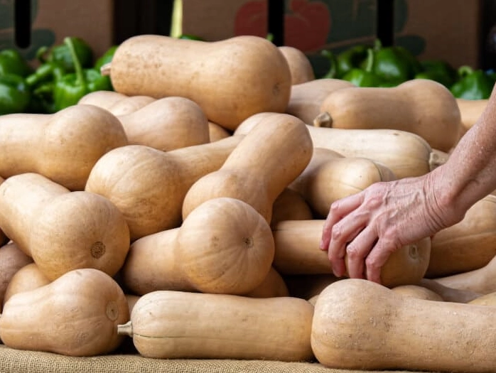 when is butternut squash ripe when is butternut squash ripe