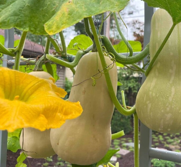 how to ripen butternut squash how to ripen butternut squash
