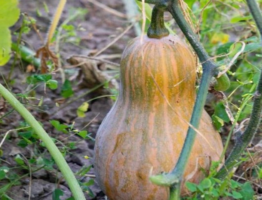 when is butternut squash ripe when is butternut squash ripe