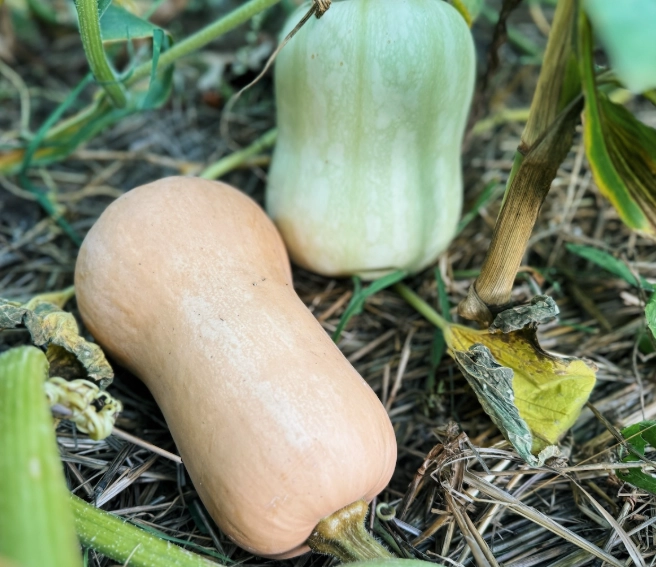 how to ripen butternut squash how to ripen butternut squash