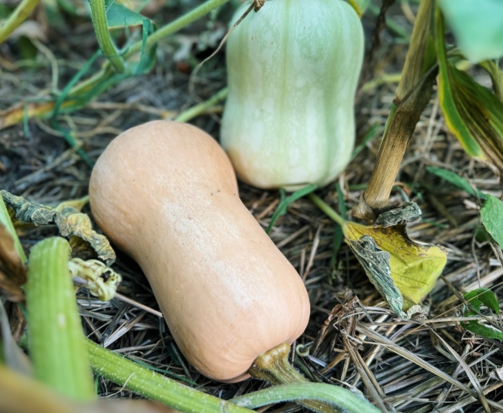 how to tell if butternut squash is ripe how to tell if butternut squash is ripe