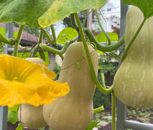 butternut squash ripe butternut squash ripe