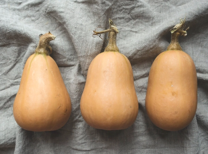 when to harvest butternut squash when to harvest butternut squash