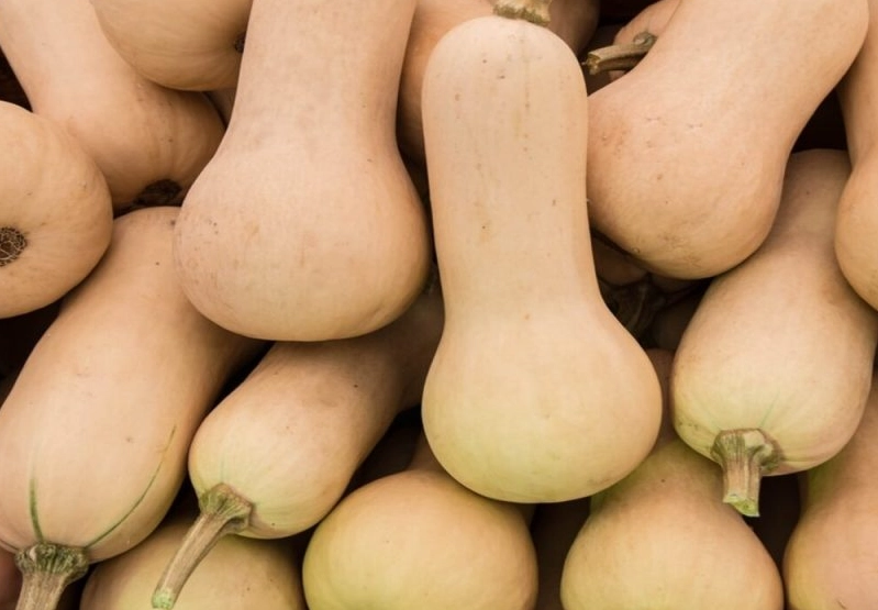 how to tell if butternut squash is ripe how to tell if butternut squash is ripe