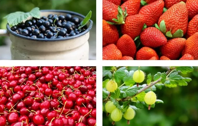 fruits in season june fruits in season june