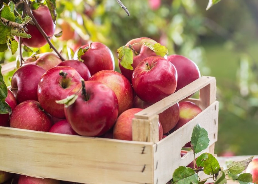 september harvest fruits september harvest fruits