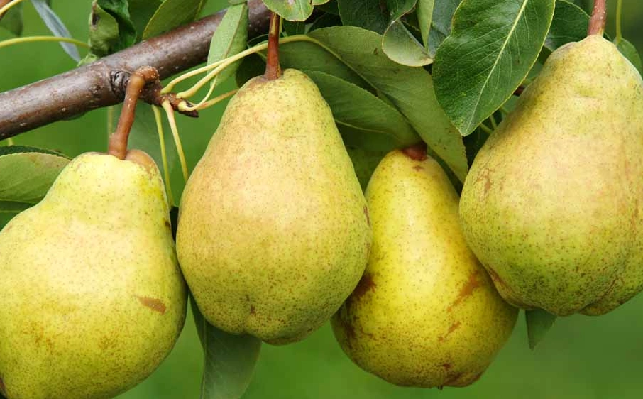 in season produce