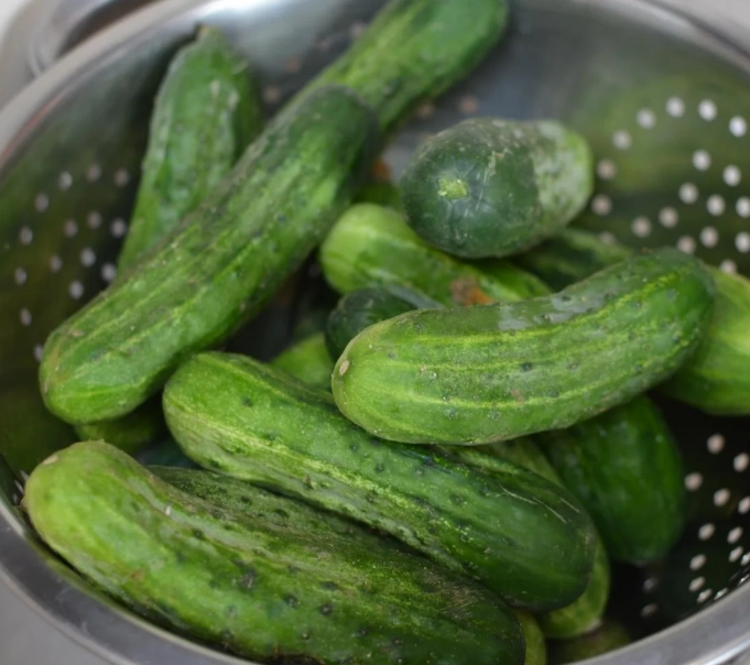 best cucumbers for pickles best cucumbers for pickles
