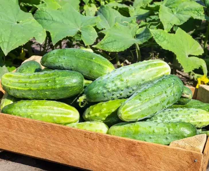 Kirby cucumbers Kirby cucumbers