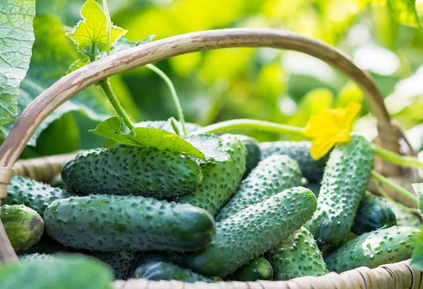 best time to harvest cucumbers best time to harvest cucumbers