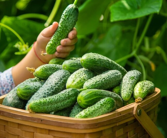 when to pick cucumbers for pickling when to pick cucumbers for pickling