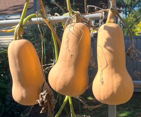 ripe butternut squash signs ripe butternut squash signs