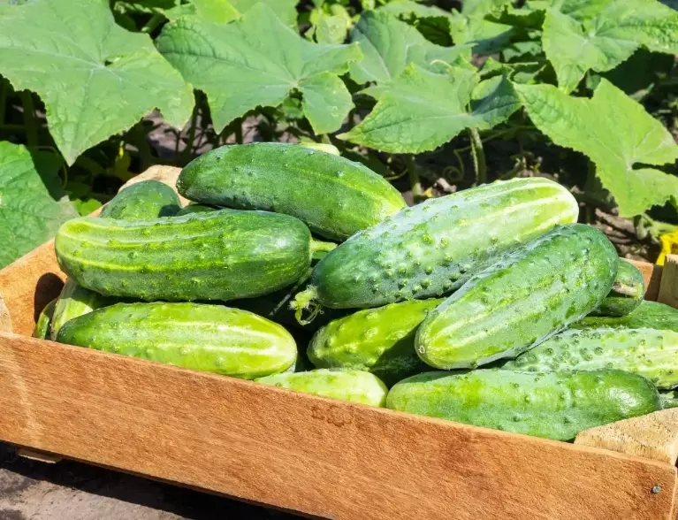best cucumber size for pickles