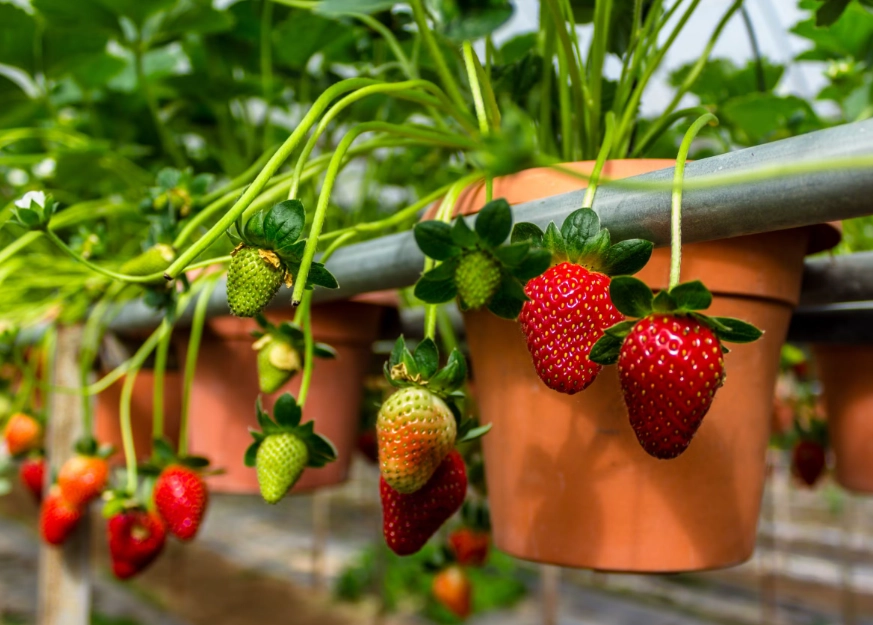 fruits in season June