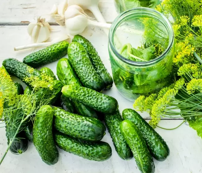 when to harvest cucumbers for pickling