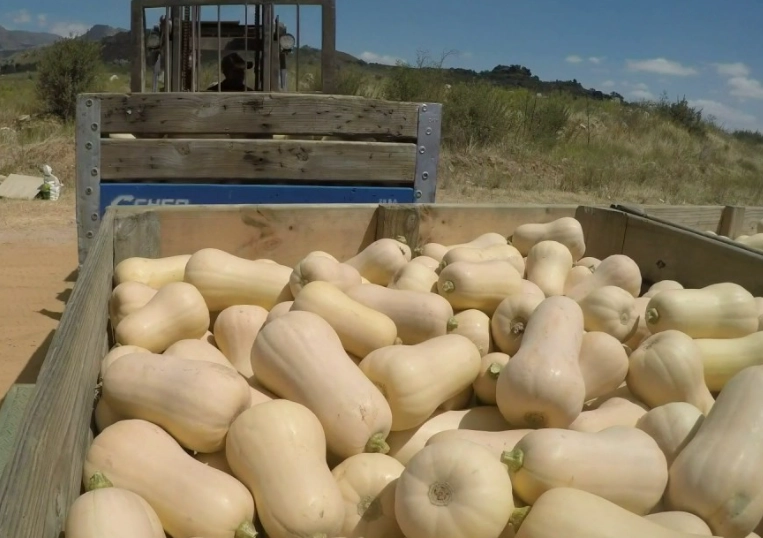 how to harvest butternut squash how to harvest butternut squash