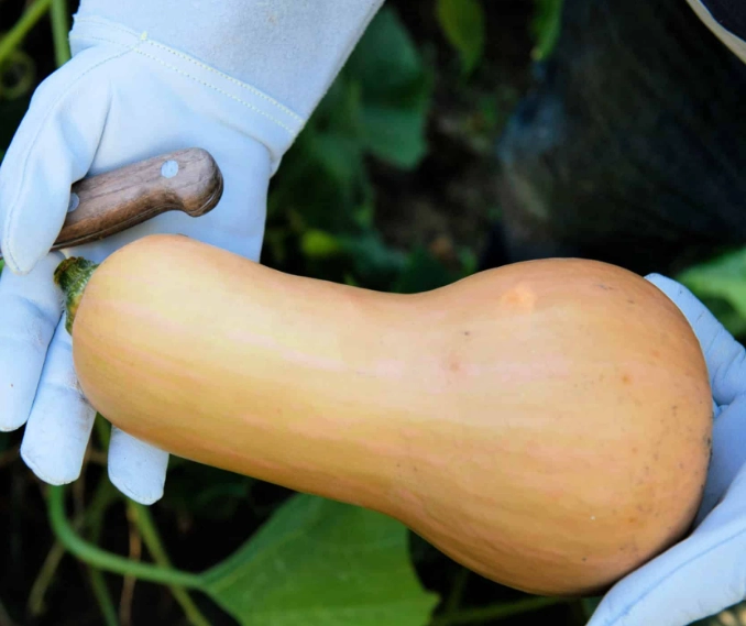when to harvest butternut squash when to harvest butternut squash