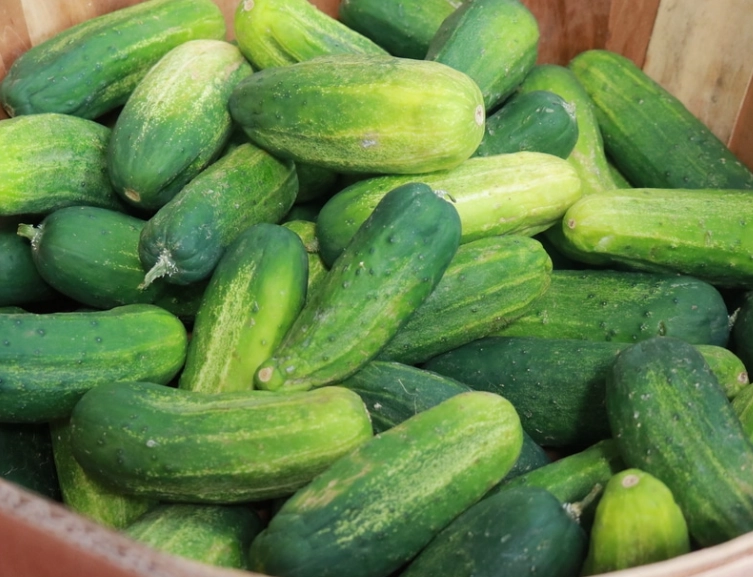 how to tell if a cucumber is ready to pick