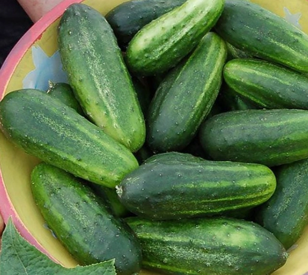 types of cucumbers for pickling types of cucumbers for pickling